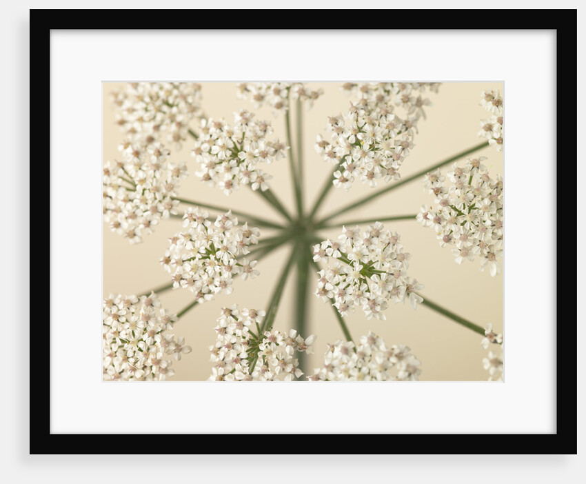 Cow Parsley close-up by Assaf Frank